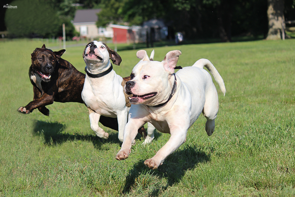 Pet Photography New Jersey