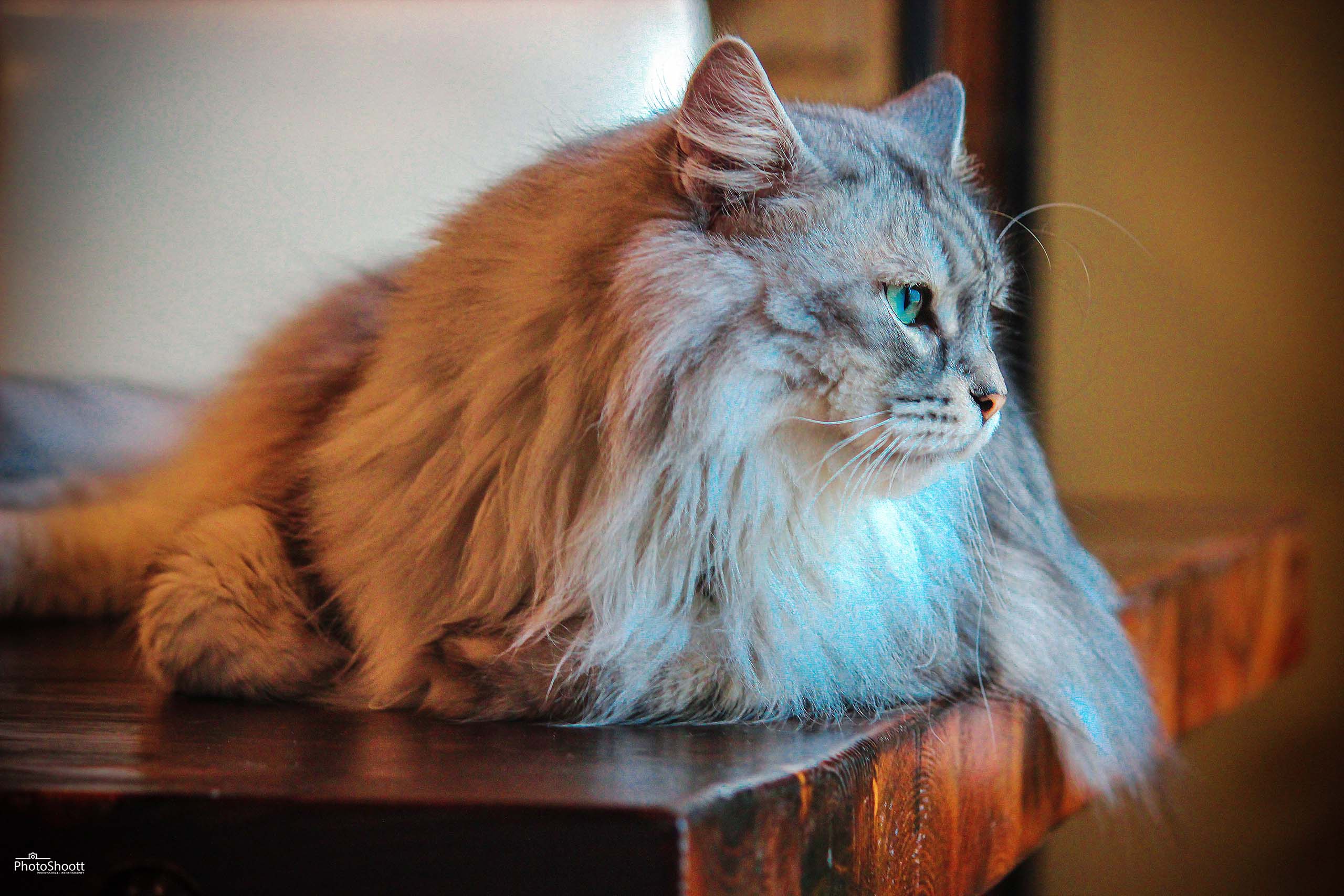 pet photography new jersey