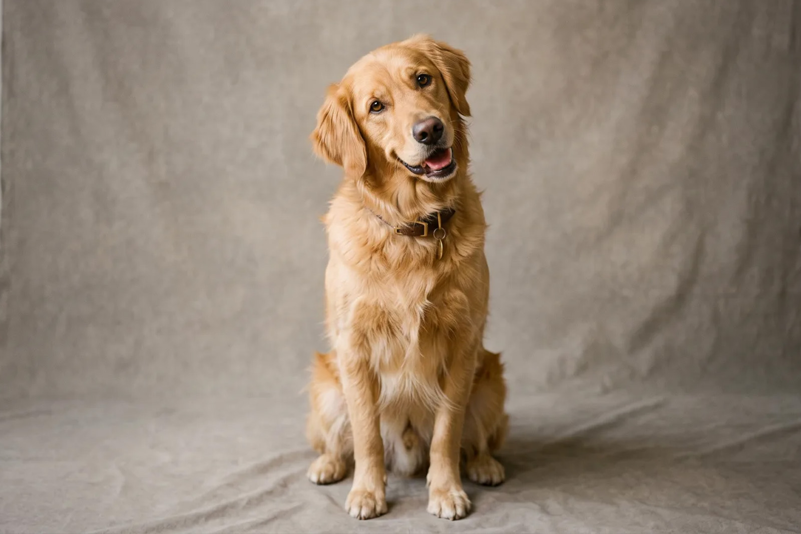 Golden retriever photographed on a warm grey portable backdrop in New Jersey