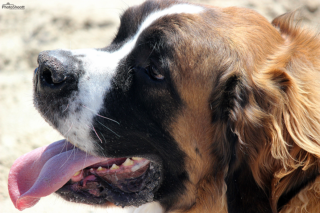 Close-up of a Saint Bernard's face with tongue out on sand