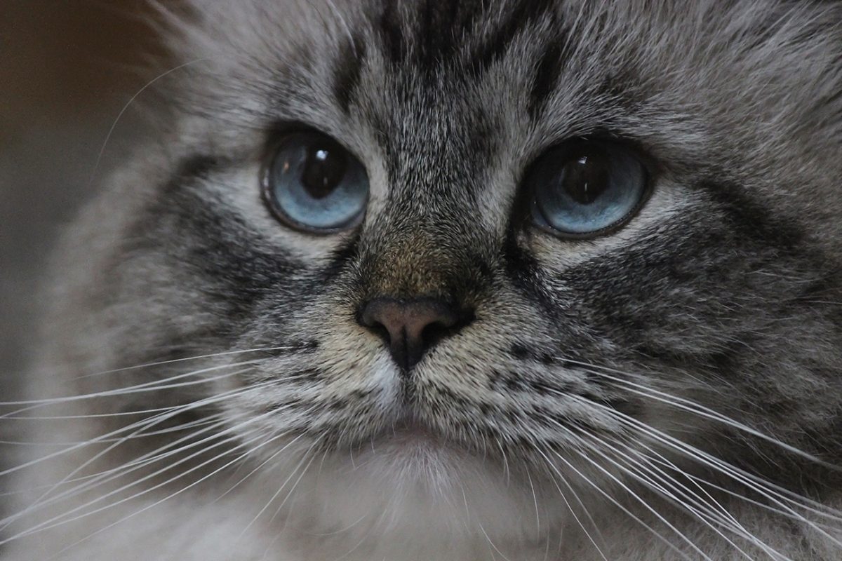 Extreme close-up of a grey tabby cat's face with striking blue eyes