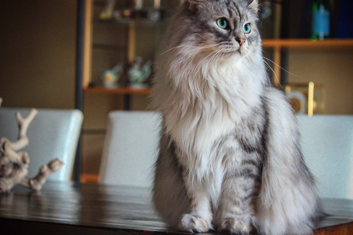 Long-haired silver tabby cat sitting on a dining table