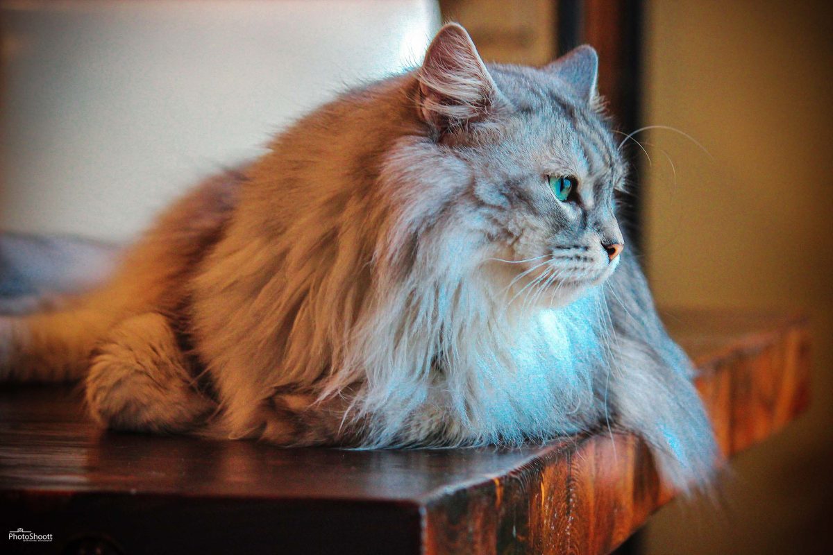 Long-haired tabby cat lying on a wooden table in warm afternoon light