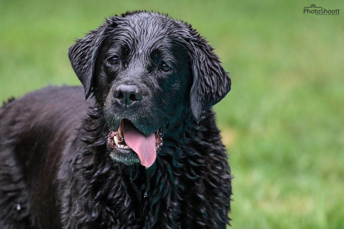 Wet black dog panting on green grass after a swim