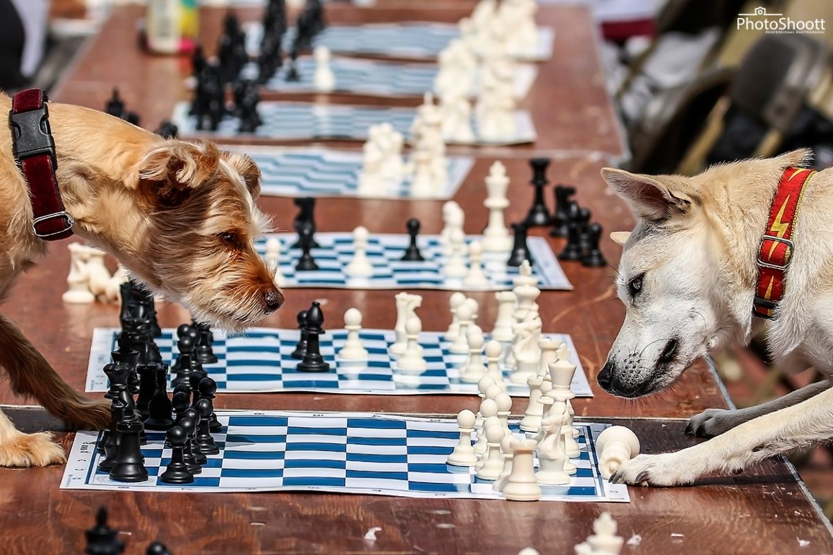 Two dogs facing off over rows of chessboards in a playful concept shoot