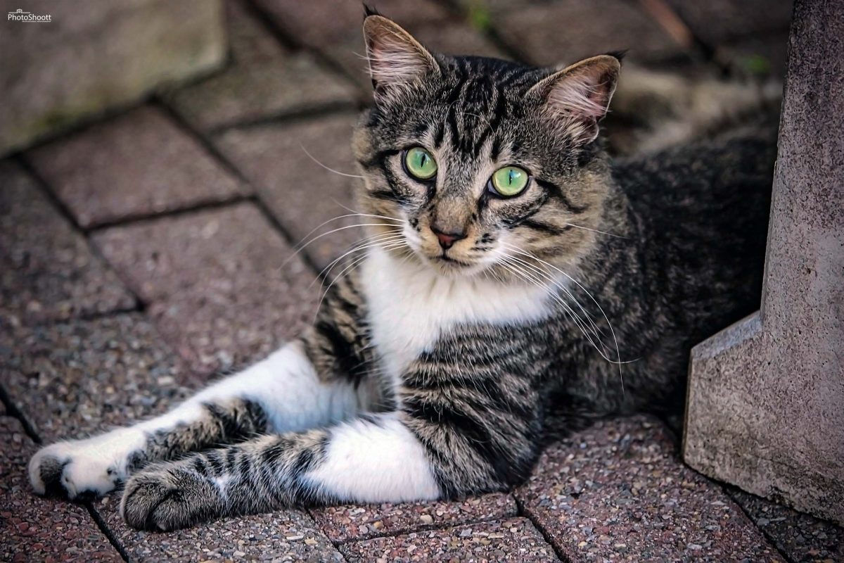 Brown tabby cat with green eyes lying on a brick patio
