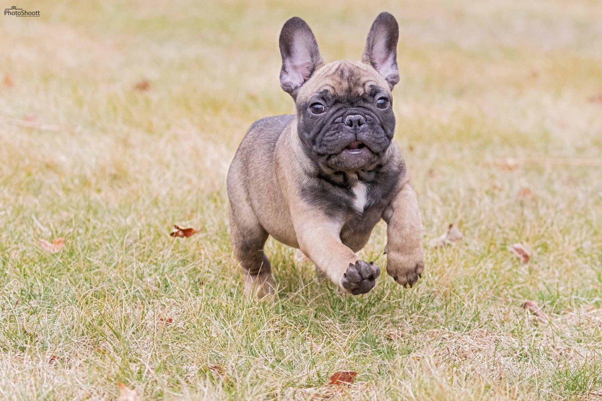 Fawn French Bulldog puppy running across grass toward the camera