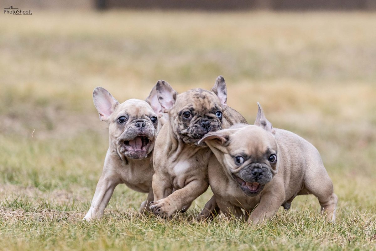 A litter of three French Bulldog puppies running and playing together on grass