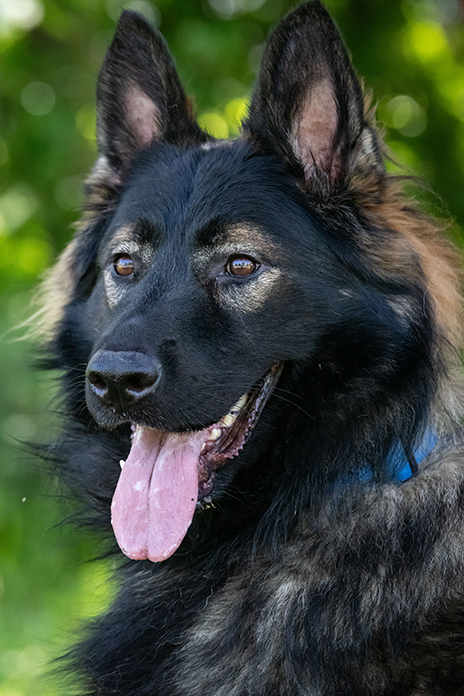 Black and tan German Shepherd panting happily in a close-up outdoor portrait