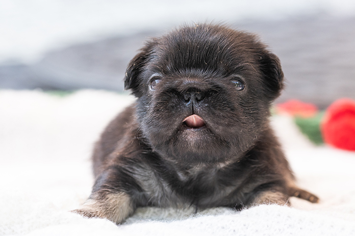 Dark-coated newborn French Bulldog puppy with tongue out on a white blanket during a puppy photography session in New Jersey