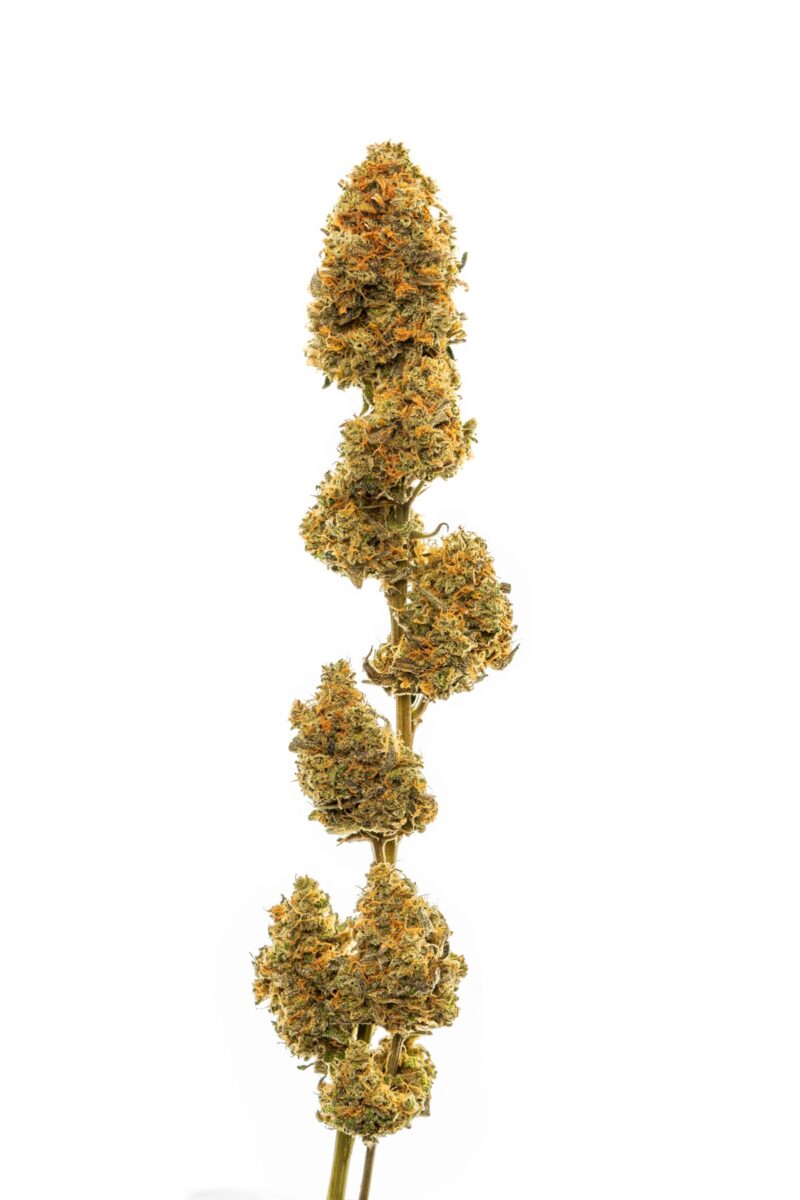 Cannabis flower product shot on a white background