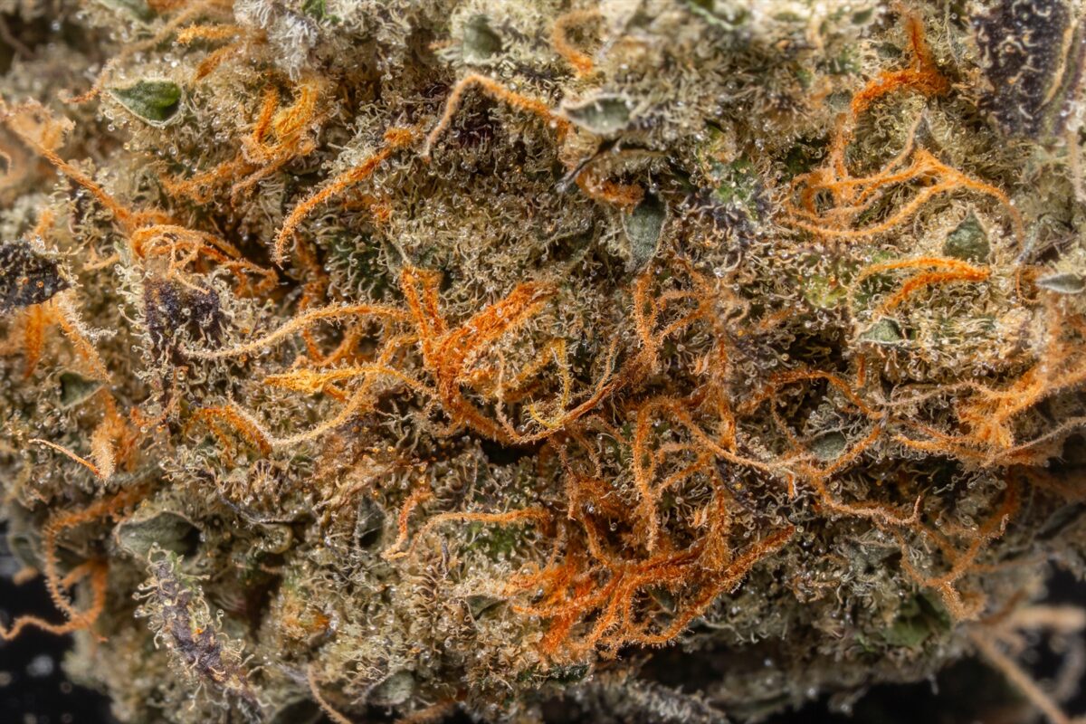 Macro close-up of cannabis flower