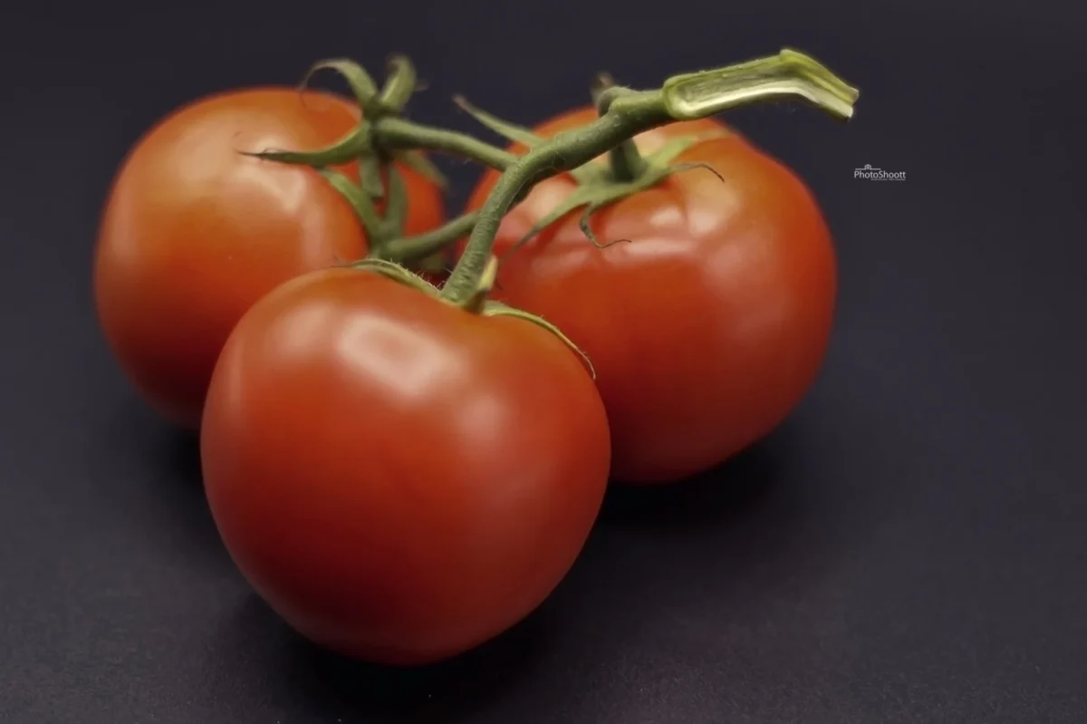Ripe tomatoes on the vine on a dark background
