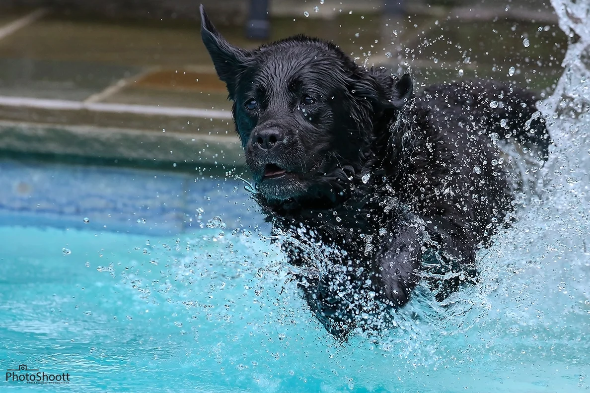 Black dog leaping into a swimming pool with a big splash