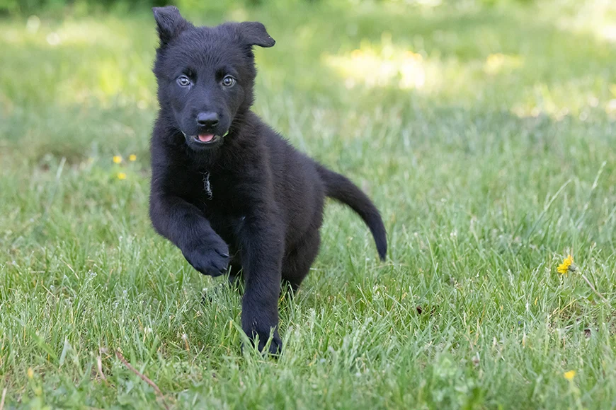 Black German Shepherd puppy running through grass with dandelions