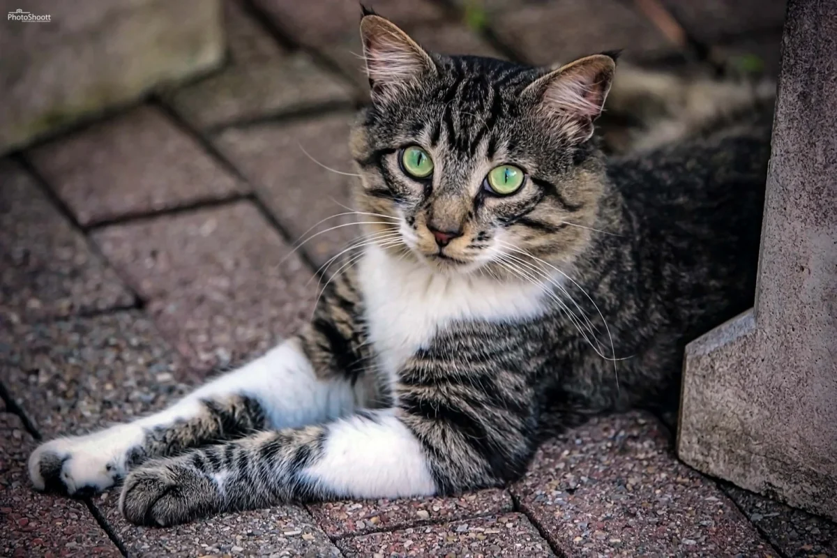 Brown tabby cat with green eyes lying on a brick patio