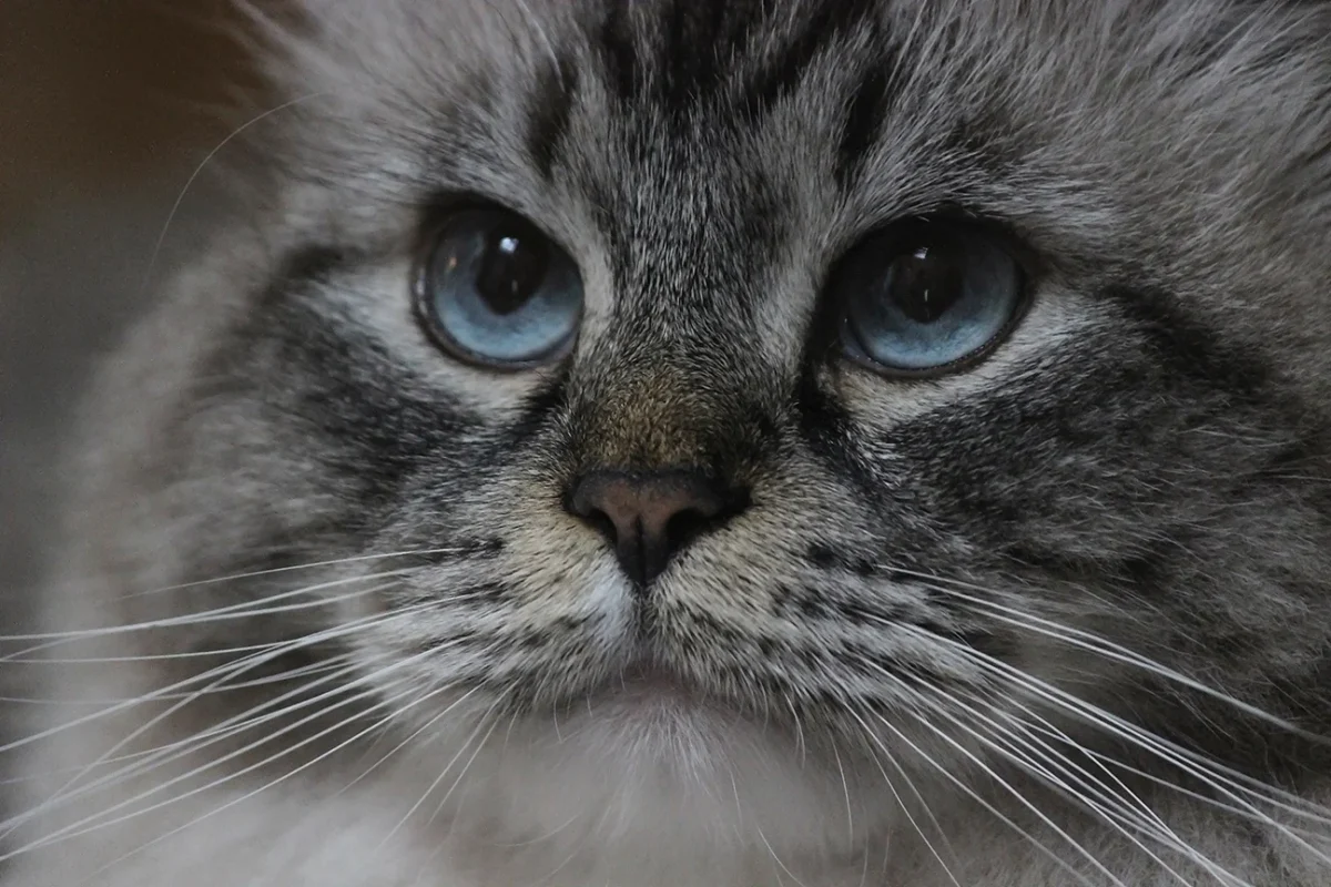 Extreme close-up of a grey tabby cat's face with striking blue eyes