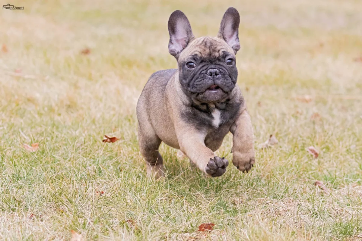 Fawn French Bulldog puppy running across grass toward the camera
