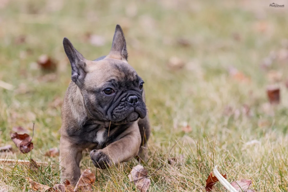 French Bulldog puppy walking through fallen autumn leaves
