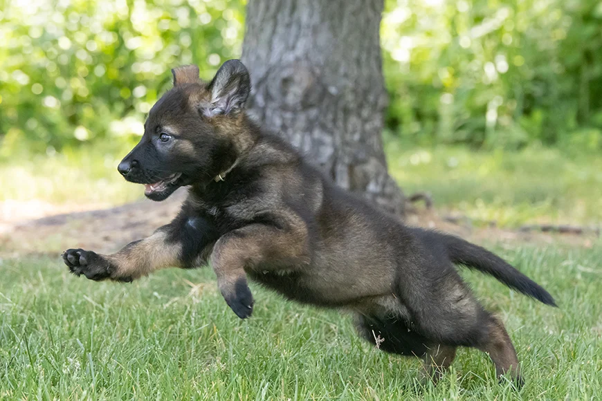German Shepherd puppy leaping through grass near a tree