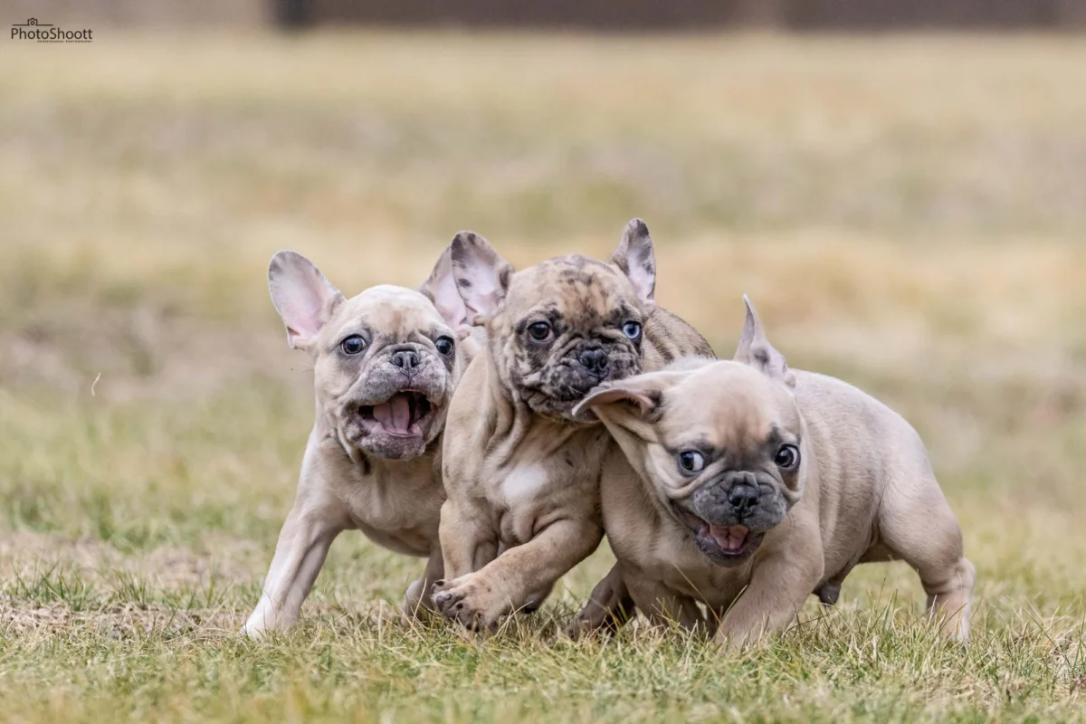 A litter of three French Bulldog puppies running and playing together on grass