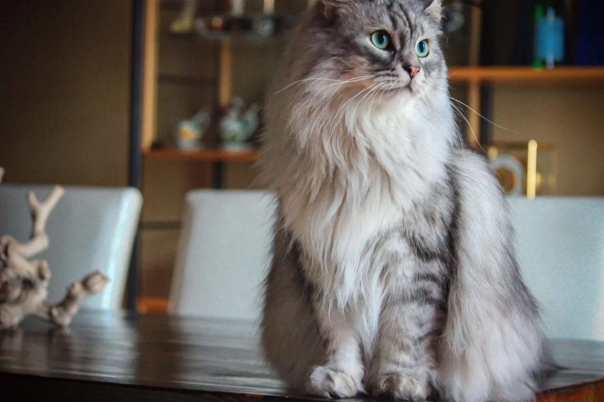 Long-haired silver tabby cat sitting on a dining table