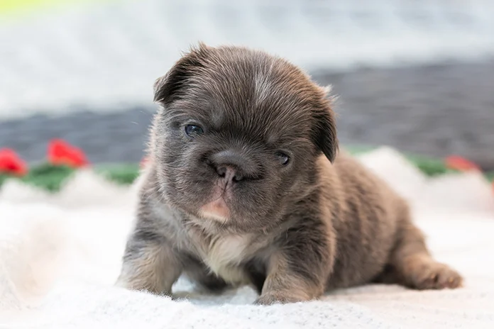 Tiny French Bulldog puppy with floppy ears sitting on a white blanket