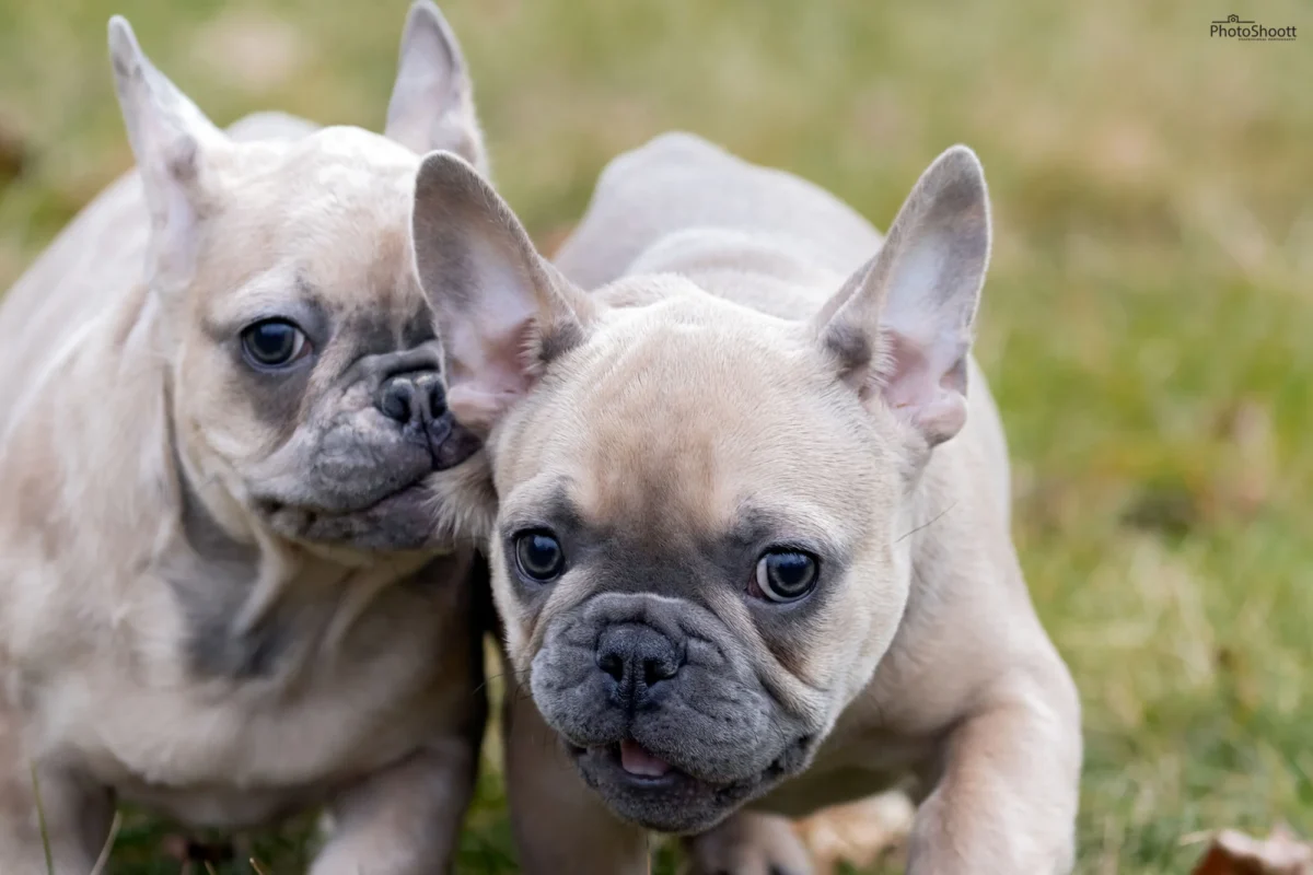 Two cream French Bulldog puppies standing close together on grass