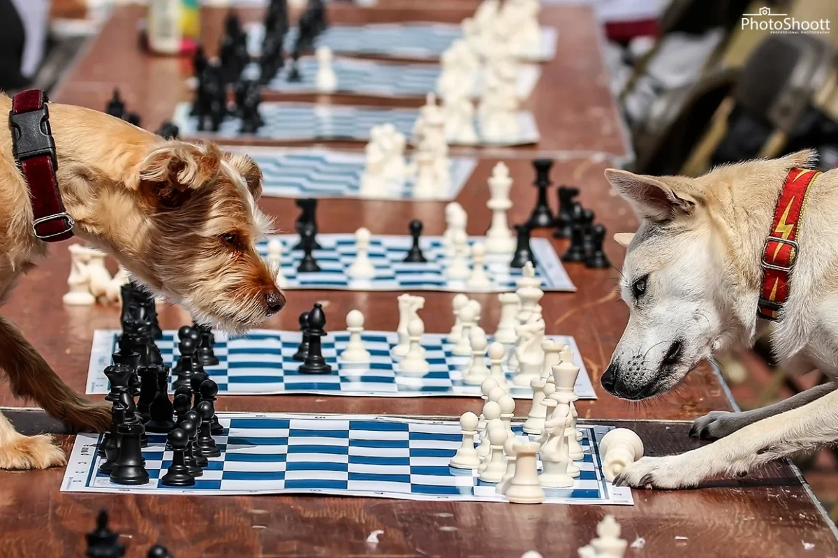 Two dogs facing off over rows of chessboards in a playful concept shoot