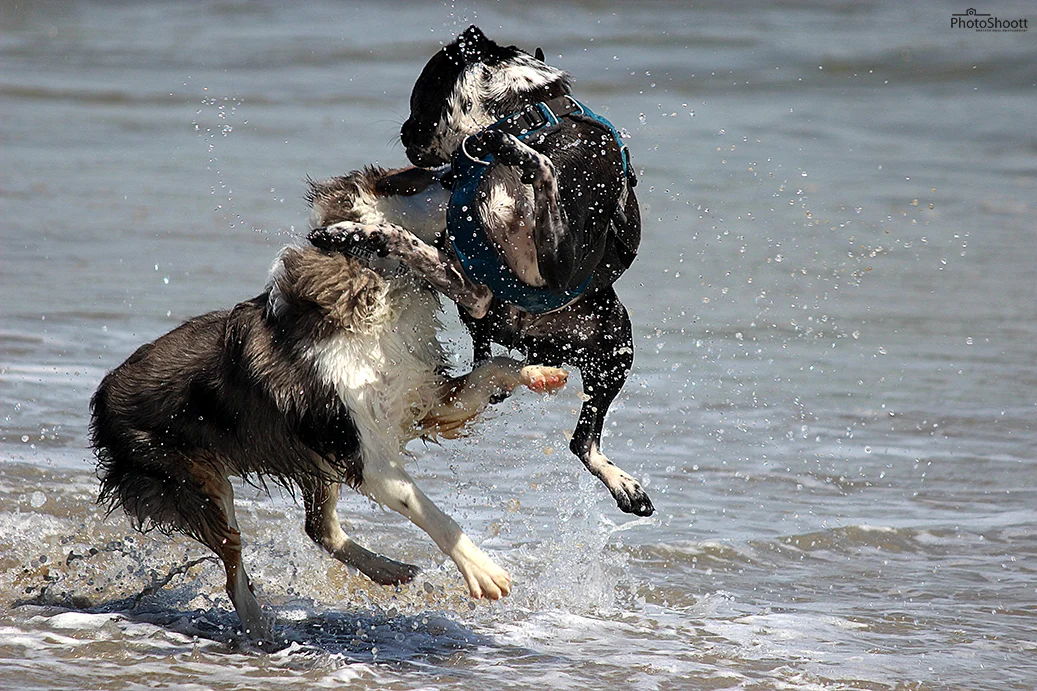 Two dogs splashing and playing together in ocean waves