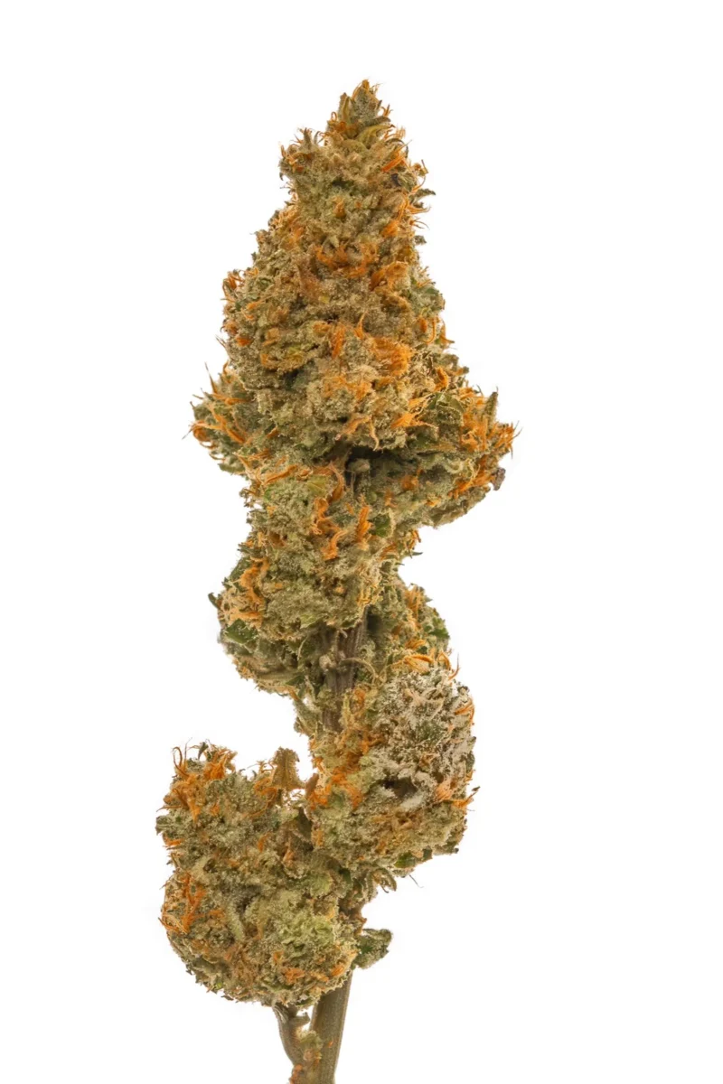 Cannabis flower bud on a white background