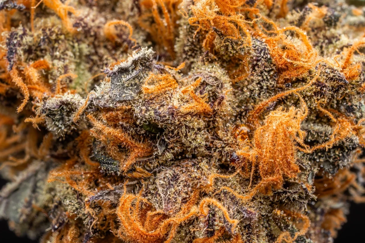 Macro close-up of cannabis trichomes